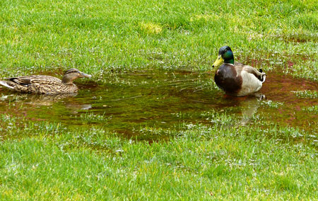 Ducks-Swimming-in-Lawn